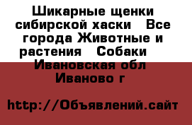 Шикарные щенки сибирской хаски - Все города Животные и растения » Собаки   . Ивановская обл.,Иваново г.